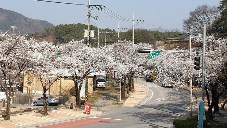 '성급한 벚꽃' 충북 북부지역 벌써 만개