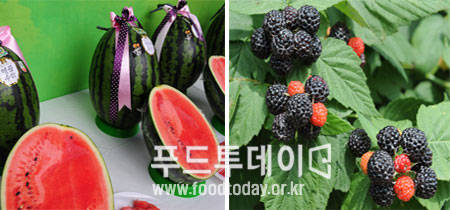 고창 수박, 고창 복분자
