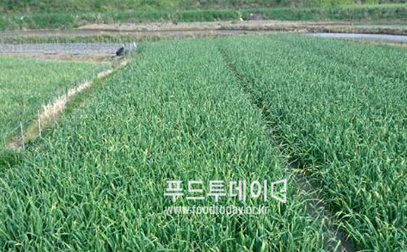 의성 마늘 밭