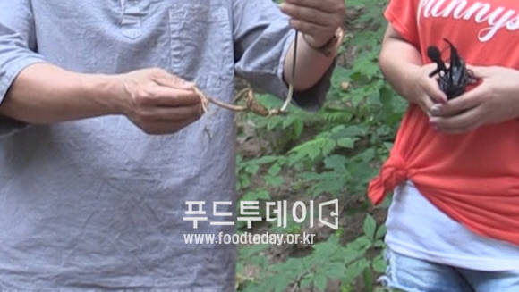 산양산삼의 뿌리 길이로 년수를 알려주고 있는 황재연 대표