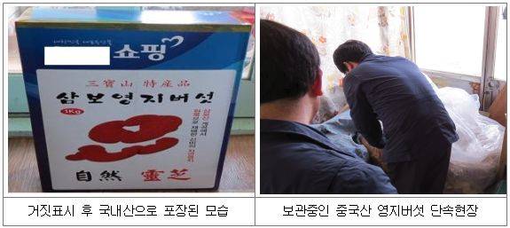 적발된 중국산 영지버섯