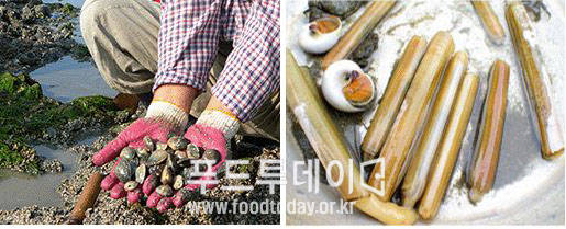 장자도어촌체험마을 조개캐기 체험