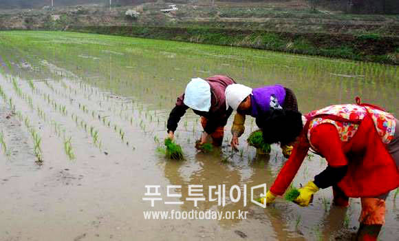 모심기 중인 농업인들