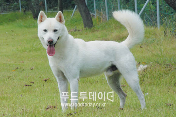 진도 특산물 천연기념물 53호 진돗개