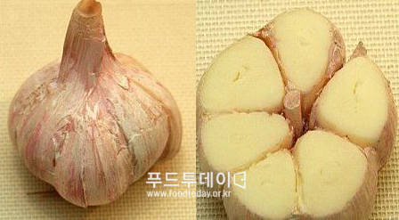 단양마늘
