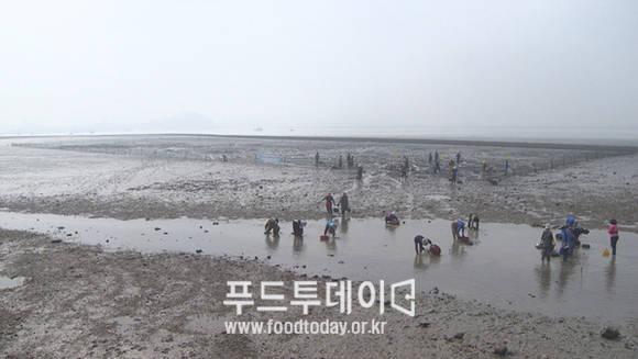 대부도 갯벌
