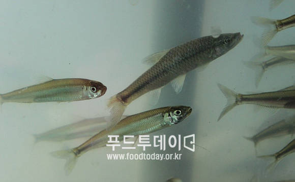 빙어