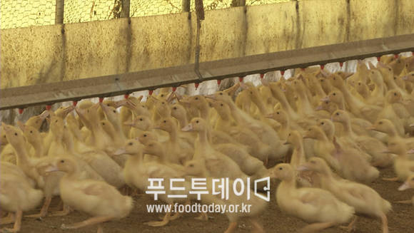 오리농가