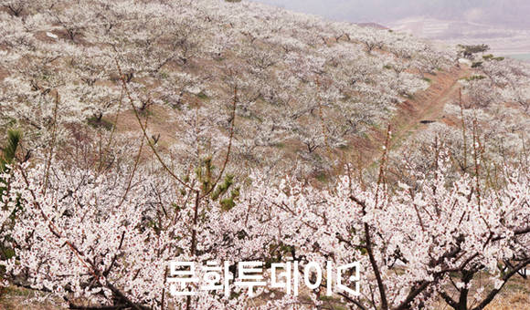 매화