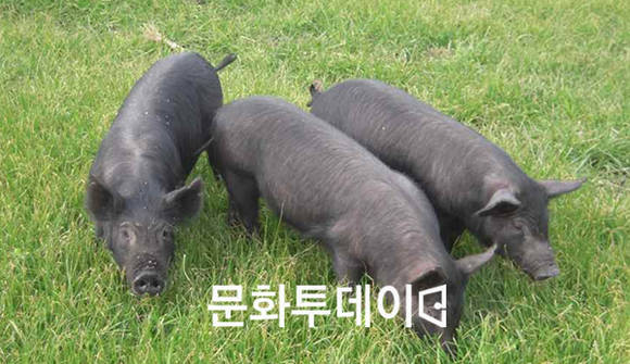 제주흑돼지 (천연기념물 제550호)