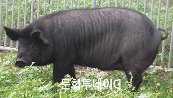 제주흑돼지 (천연기념물 제550호)