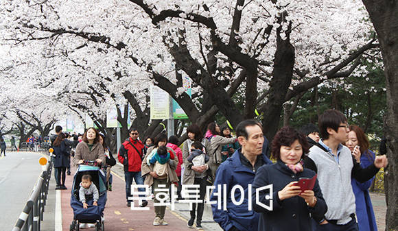 여의도 봄꽃축제 행사장