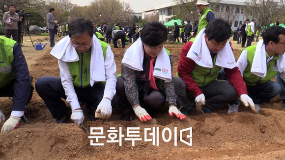 감자 모종 심는 국회의원