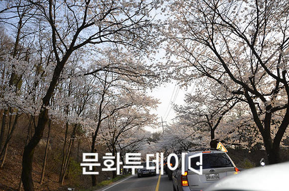 청풍호 벚꽃터널