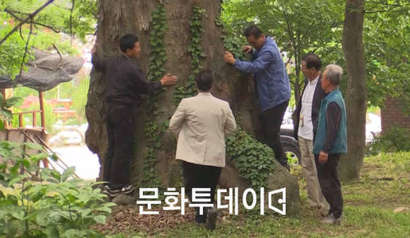 안보리 복계 느티나무 숲