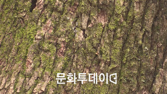 옻나무