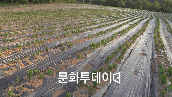 계약재배 밭