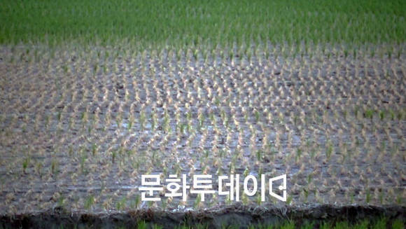 염해 피해 논
