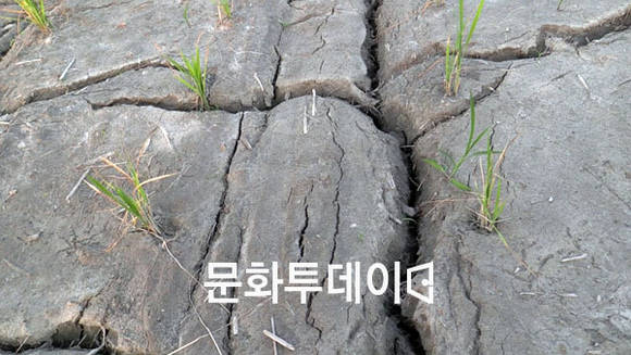 가뭄으로 갈라진 논