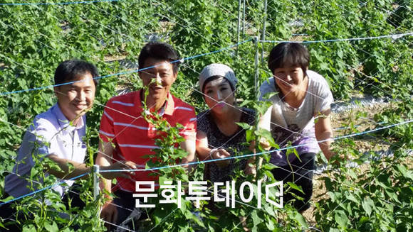 제천 봉양읍 백수오 농가