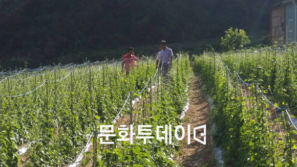 제천 봉양읍 백수오 농가