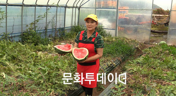 김향희 한국여성농업경영인회원이 강화군 교동면 수박을 선보이고 있다.