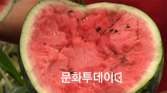강화군 교동면 수박