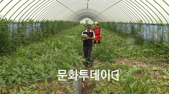 교동면 수박 비닐하우스