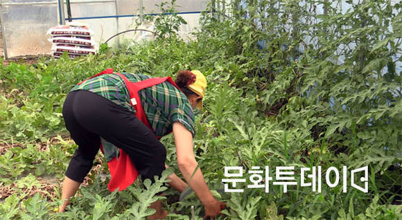 수박 수확하는 모습