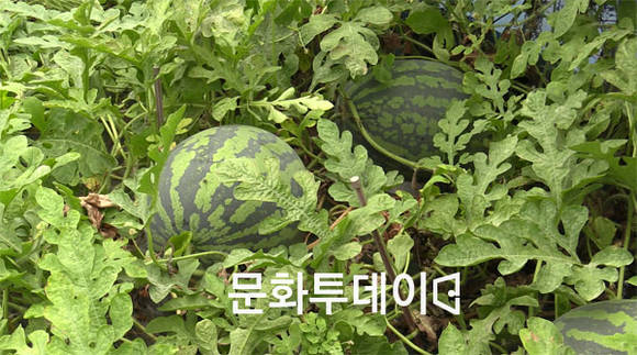 교동면 섬 수박