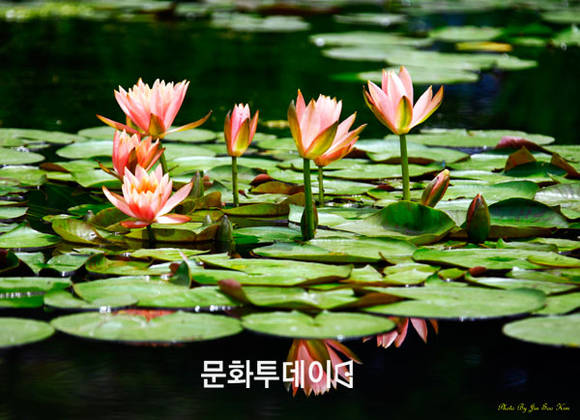 경기도 양수리 세미원에 핀 연꽃 (사진:김진수 푸드투데이 논설실장)