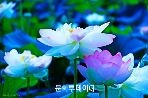 경기도 양수리 세미원에 핀 연꽃 (사진:김진수 푸드투데이 논설실장)