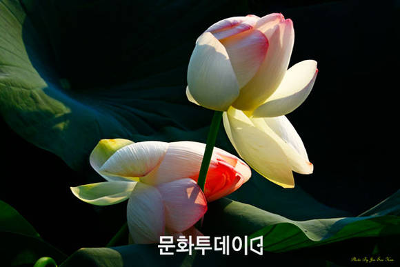 경기도 양수리 세미원에 핀 연꽃 (사진:김진수 푸드투데이 논설실장)