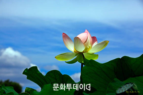 경기도 양수리 세미원에 핀 연꽃 (사진:김진수 푸드투데이 논설실장)