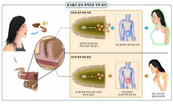 음식물의 장내 면역반응 억제 원리 모식도 (미래창조과학부 제공)