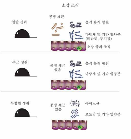 일반, 무균 및 무항원 생쥐의 소장 내 비교 (미래창조과학부 제공)