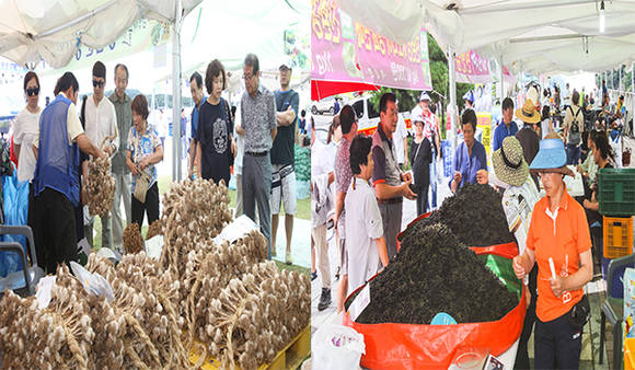 충북 단양군(군수 류한우) 대표 농산물축제 ‘단양마늘축제(사진좌측)’와 ‘단양아로니아축제(사진우측)’가 오는 7월부터 잇따라 개최된다. (사진제공: 단양군청)