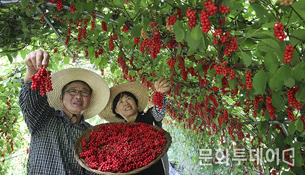 경남 함양군 백전면 홍정표(61)씨 부부가 고랭지 오미자밭에서 붉게 익은 오미자를 들고 있다