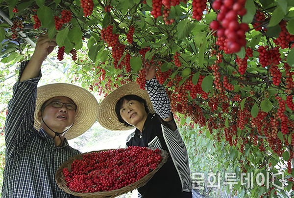 경남 함양군 백전면 홍정표(61)씨 부부가 주렁주렁 열린 오미자를 수확하고 있다