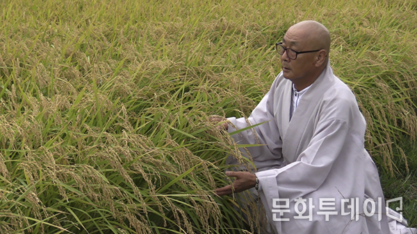 인천시 강화군 교동면에서 법륜스님이 풍년을 기원하면서 황금물결이 넘실거리는 벼를 만지고 있다