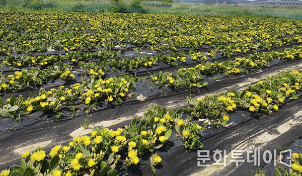 인천시 강화군에 위치한 천년초 재배지역