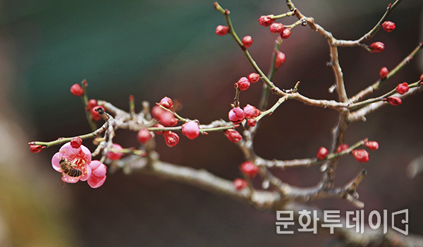 붉은색을 띄고 있는 홍매화