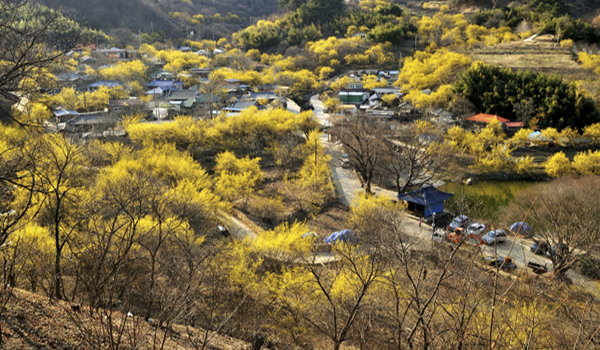 구례군 산수유꽃이 만개한 모습