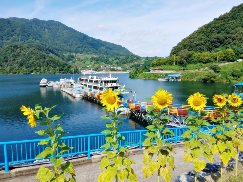  충주호선착장 해바라기 