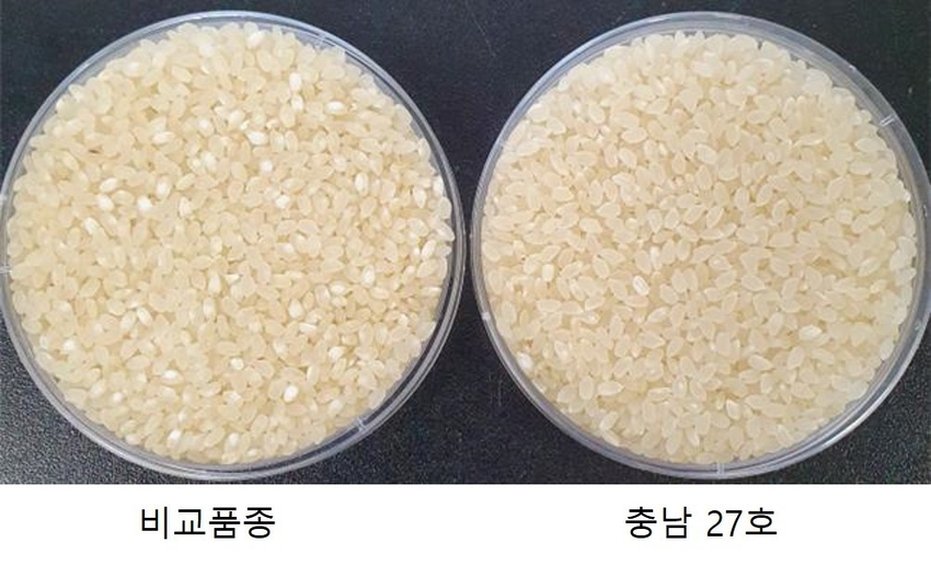 충남27호
