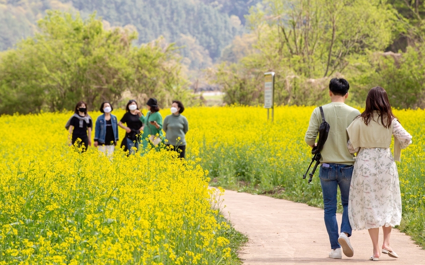 옥천군 동이면 유채꽃 동산을 여유로이 걷고 있는 '유채꽃 사람들'