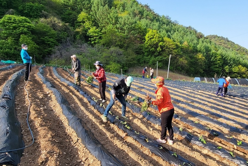 '단양에서 살아보기' 에 참가한 일가족이 밭을 가꾸며 귀농귀촌을 미리 체험하고 있다.