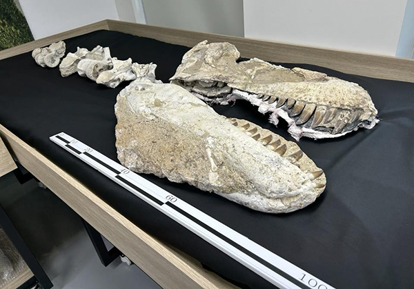 대전 국립문화재연구원 천연기념물센터 연구동 건물 2층 임시 공간에 있는 대형 육식공룡 '타르보사우루스 바타르'의 두개골 모습.<br>
