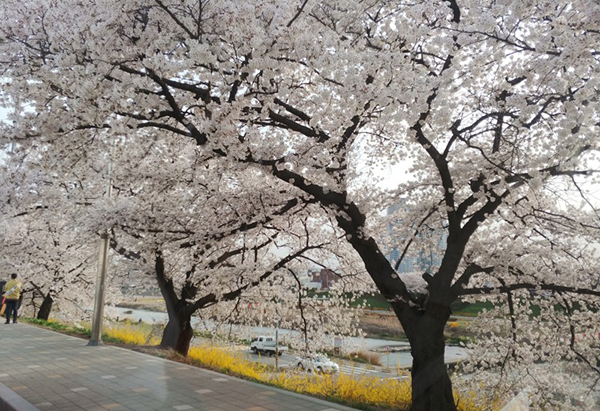 무심천 벚꽃길<br>

