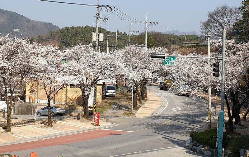 31일 촬영한 제천시 청풍면 물태리 벚꽃<br>
